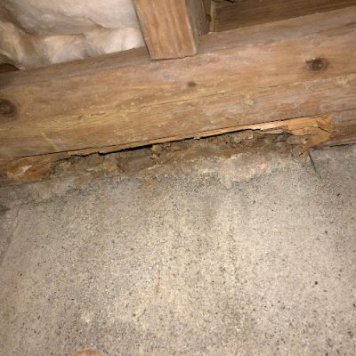 Allied Pest Management