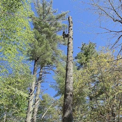 Felix Tree Expert, LLC