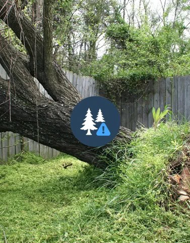 Blue Collar Tree Service