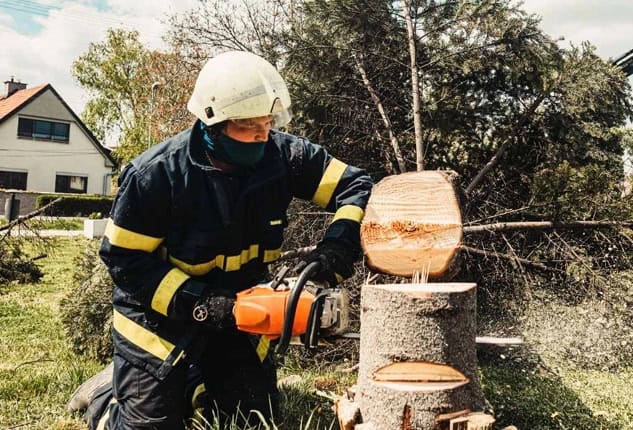 Blue Collar Tree Service