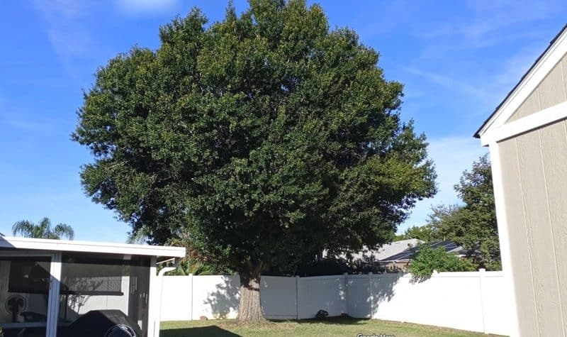 Blue Collar Tree Service