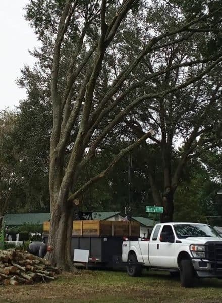 Blue Collar Tree Service