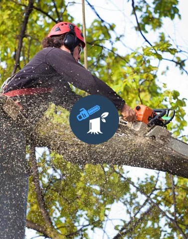 Blue Collar Tree Service