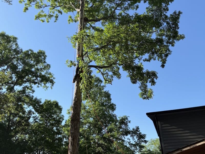 Palmetto Tree Pros LLC