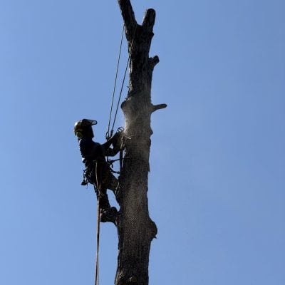 Palmetto Tree Pros LLC