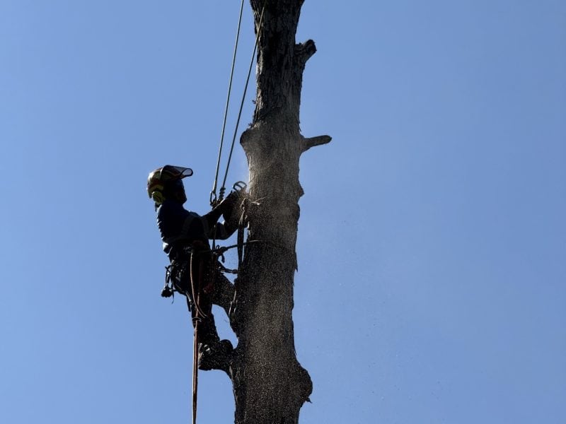 Palmetto Tree Pros LLC