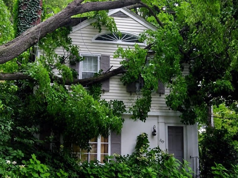 Palmetto Tree Pros LLC
