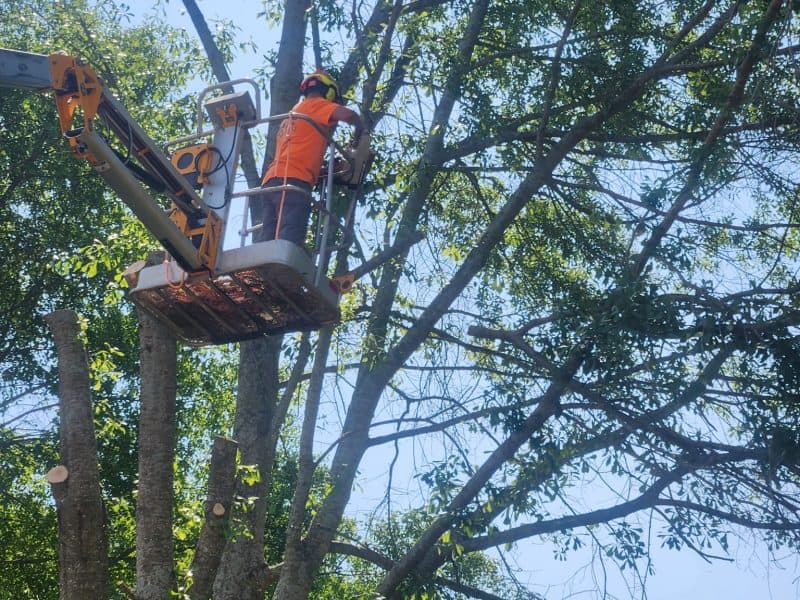 Palmetto Tree Pros LLC