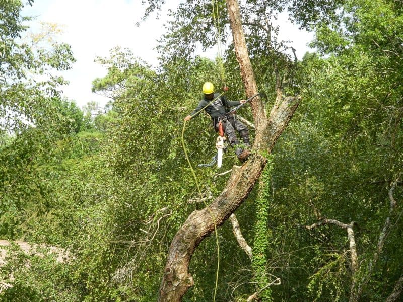 Boutte Tree, Inc.