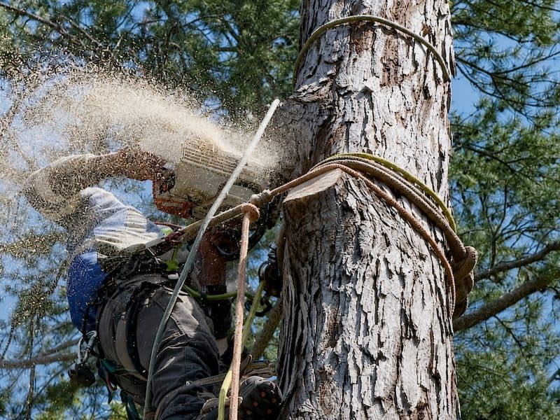Palmetto Tree Pros LLC