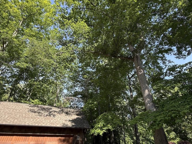 Palmetto Tree Pros LLC
